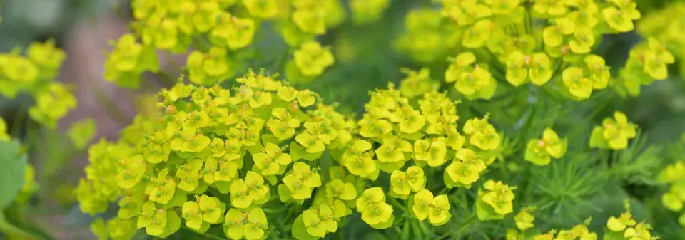 Pryšec chvojka (Euphorbia cyparissias) 