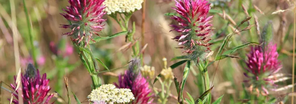 Jetel červenavý (Trifolium rubens) 