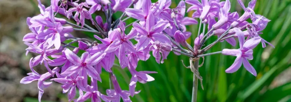 Nenáročné bylinky