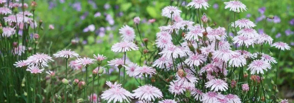 Škarda červená (Crepis rubra) 
