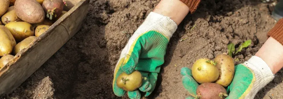 Co vysadit k bramborám