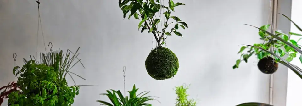 Nápady na kokedamy: Mechové koule, které nahradí květináče