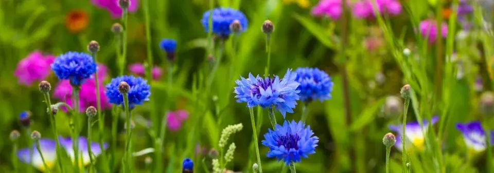 Přímý výsev letniček