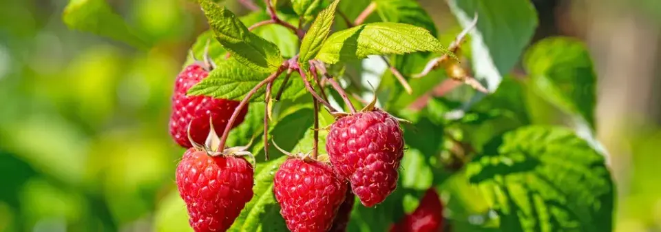 Péče o maliníky krok za krokem: Dubnový řez, hnojení a triky pro rekordní úrodu