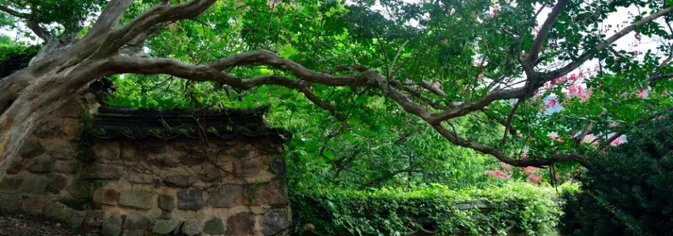 Jak zachránit strom