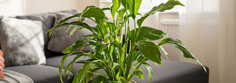 Zasychání listů pokojovek a správná péče o rostliny 