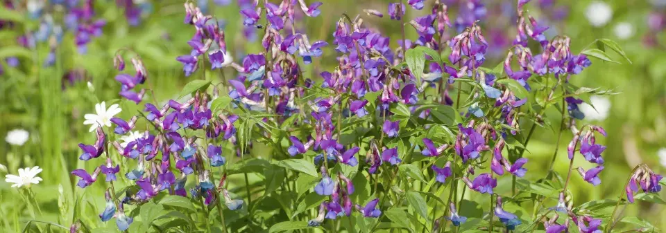 Hrachor jarní (Lathyrus vernus) 