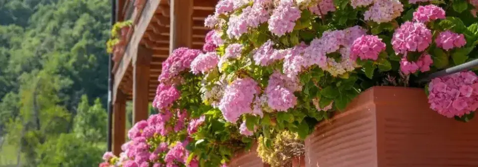 Rostliny do truhlíku