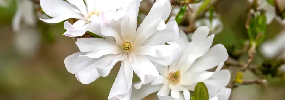 Magnólie hvězdovitá (Magnolia stellata) 