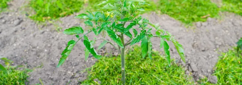 Pravidla mulčování posečenou trávou: Kde pomůže a kdy může škodit