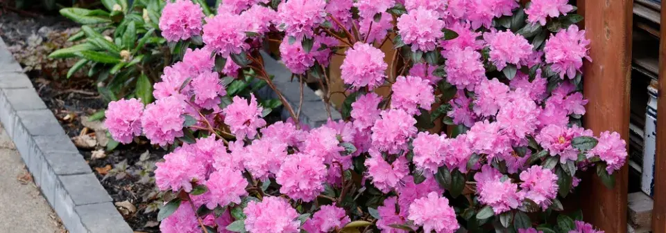  Odrůdy rododendronů v plné kráse: Inspirace pro vaši zahradu