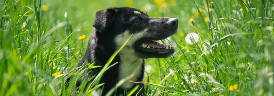 Klíšťata u psa: Nejčastější místa a správný postup odstranění