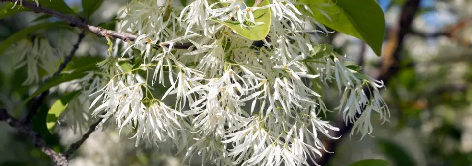 bělas viržinský (Chionanthus virginicus) 