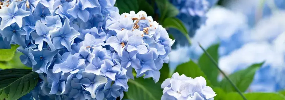 Chcete opravdu modrou hortenzii? Tohle rozhoduje o barvě květů víc než sazenice z obchodu