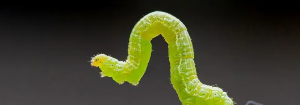 Škůdci na zahradě