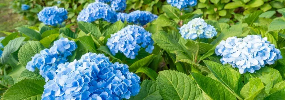 Péče o hortenzie