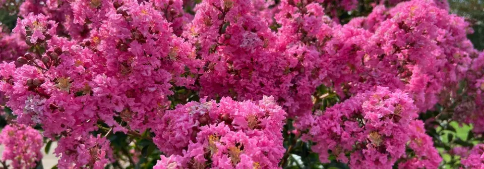 Okrasná dřevina pukol