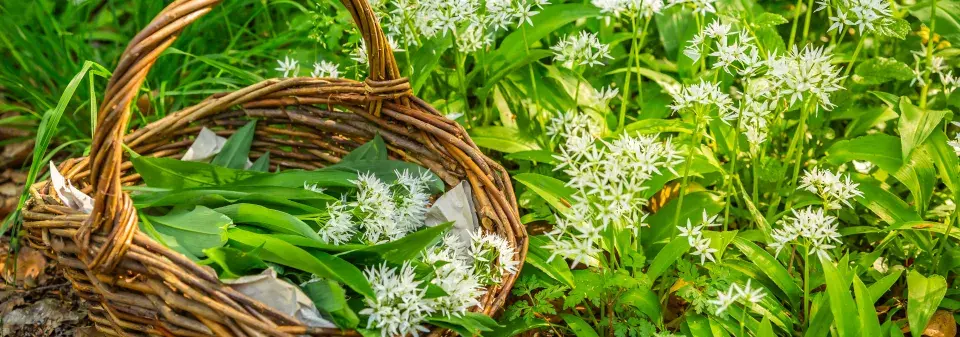Medvědí česnek (Allium ursinum) 