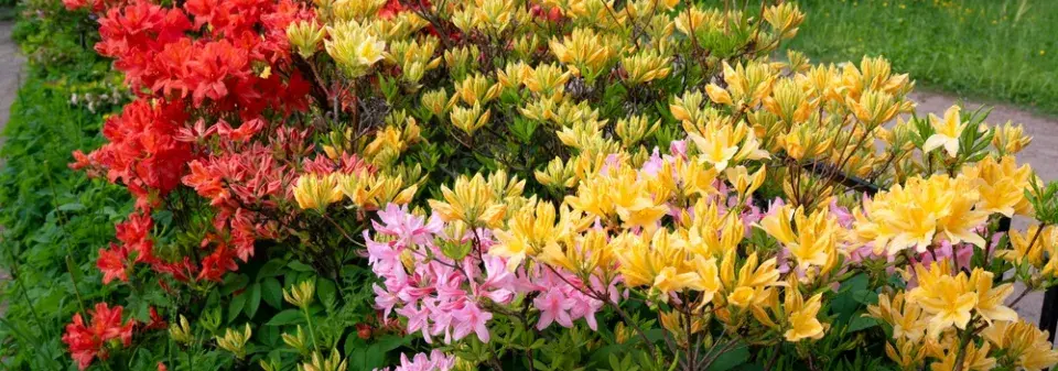 Japonské azalky: Inspirace z barevné zahrady