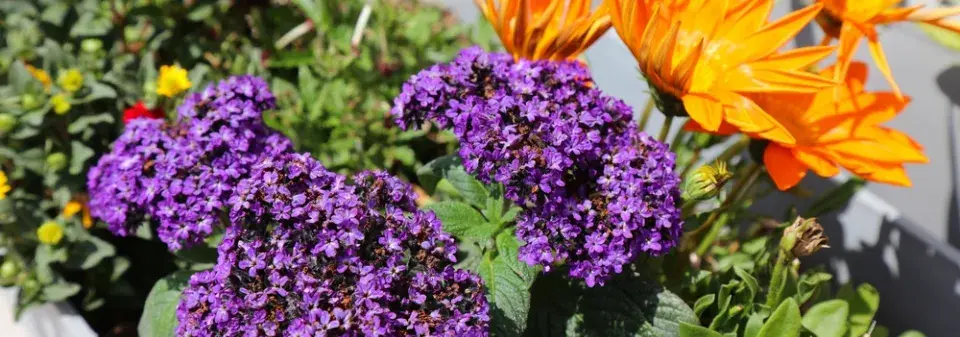  Jak pěstovat voňavý vanilkový keřík celé roky