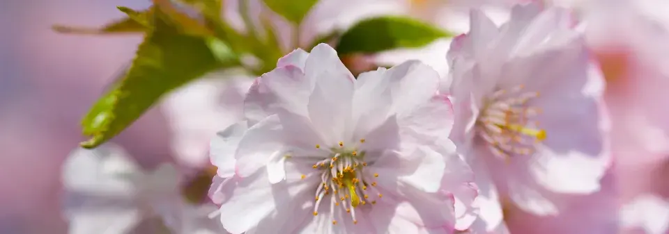 Slivoň Sargentova (Prunus sargentii)