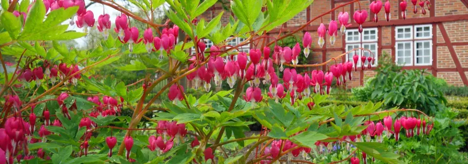 Srdcovka nádherná (Lamprocapnos spectabilis)