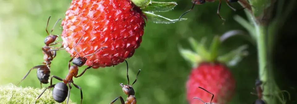 mravenci v zahradě