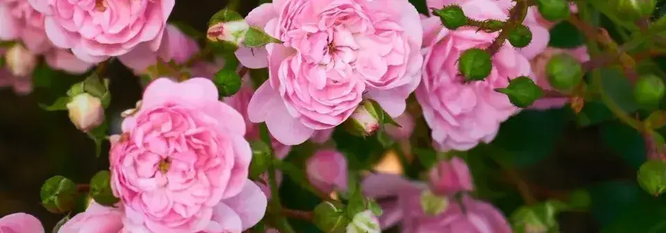 Pěstování růží