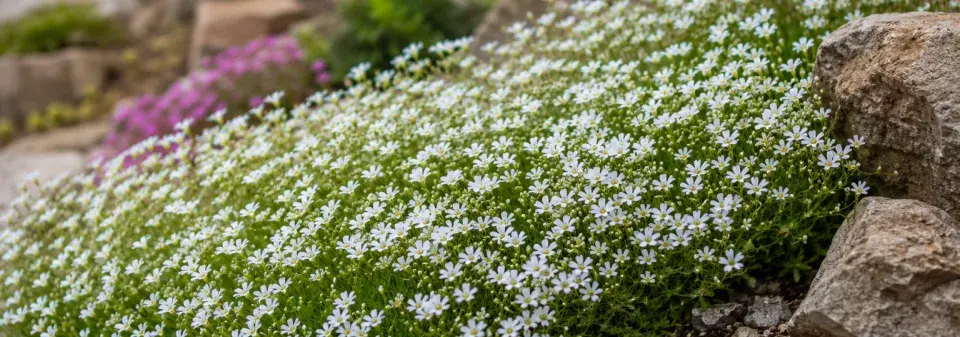 šater plazivý (Gypsophila repens)