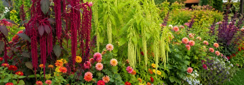 Laskavec neboli amarant (Amaranthus) 