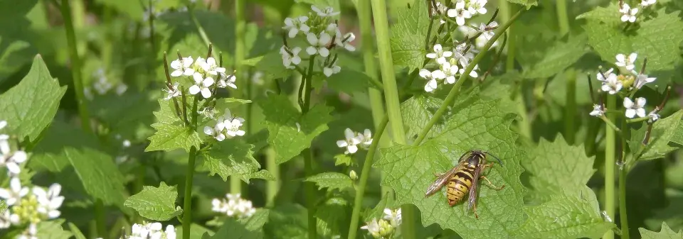 Česnáček lékařský (Alliaria petiolata) 