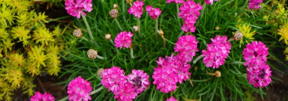 Trávnička (Armeria)