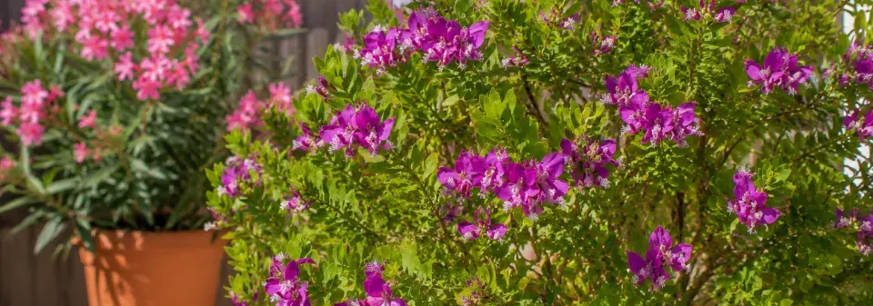 Vítod myrtolistý (Polygala myrtifolia) 
