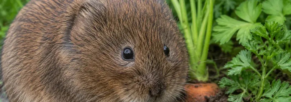 Hraboš polní (Microtus arvalis) 