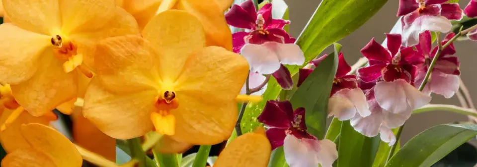 Neobvyklé orchideje, které vás překvapí vzhledem i vůní