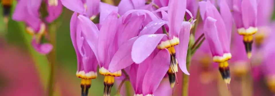 boží květ (Dodecatheon)
