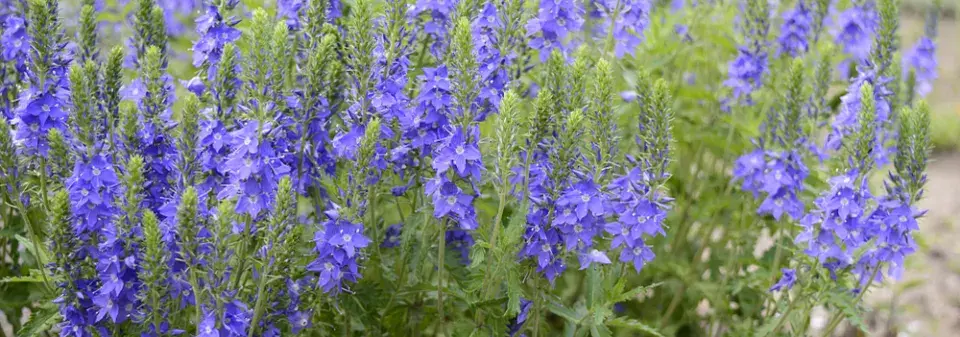 Rozrazil rakouský (Veronica austriaca) 