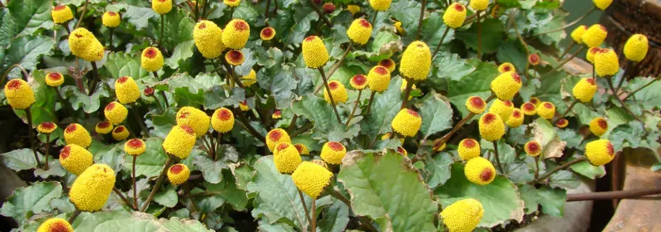 Plamatka zelná (Spilanthes oleracea nebo Acmella oleracea) 