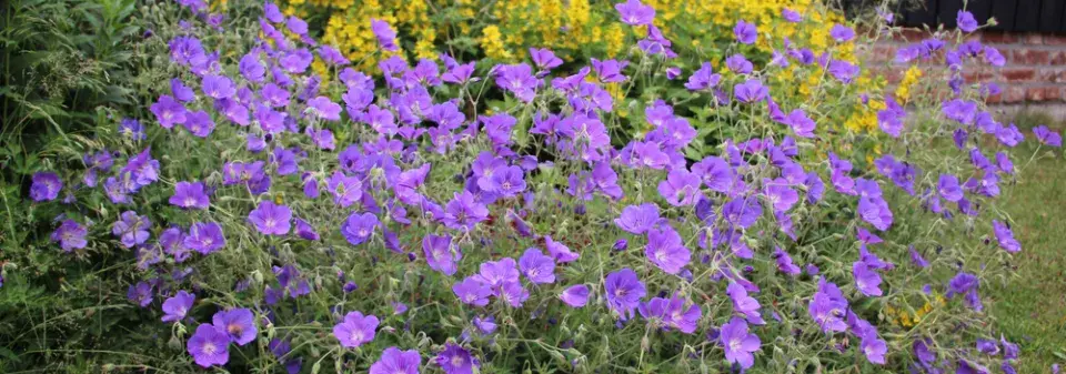 Kakost 'Rozanne' (Geranium 'Rozanne') 