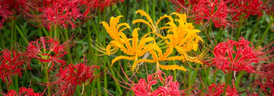 pavoučí lilie (Lycoris)