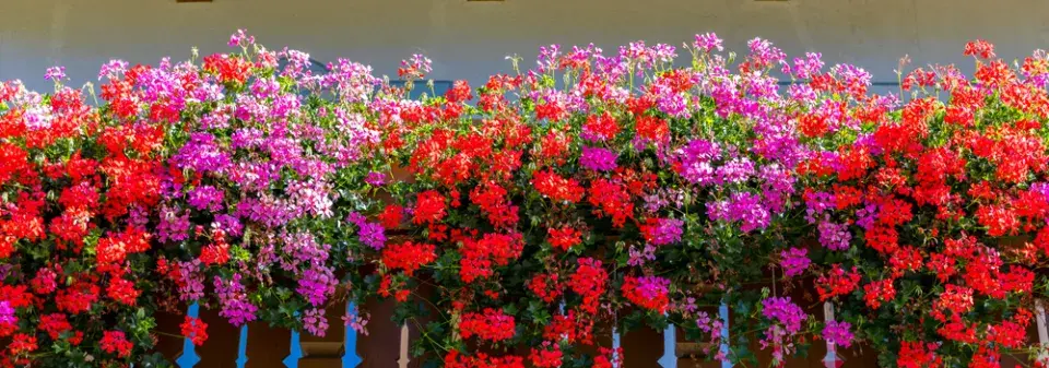 Pelargonie na balkóně a krása jejich květů