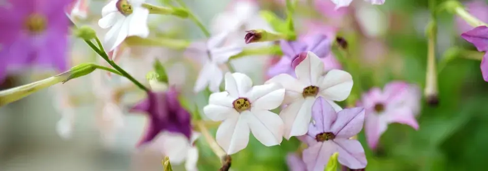 tabák křídlatý (Nicotiana alata) 