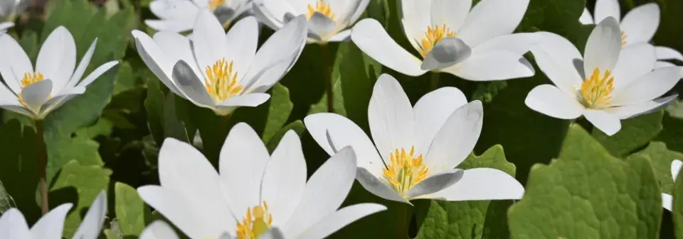 Krevnice, krvavěnka kanadská (Sanguinaria canadensis) 