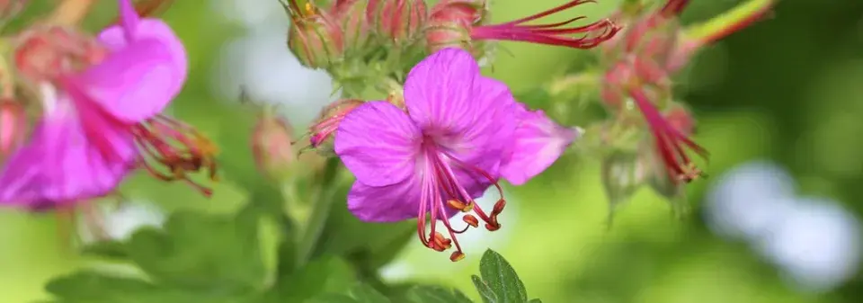 Kakost oddenkatý (Geranium macrorrhizum) 