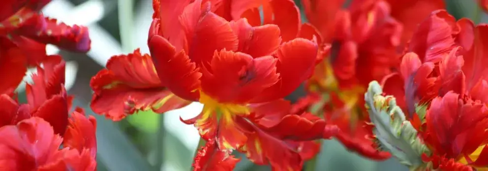 Tulipány po odkvětu