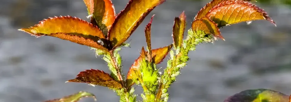 Škůdci na růžích aneb jak poznat mšice a ochránit mladé výhonky