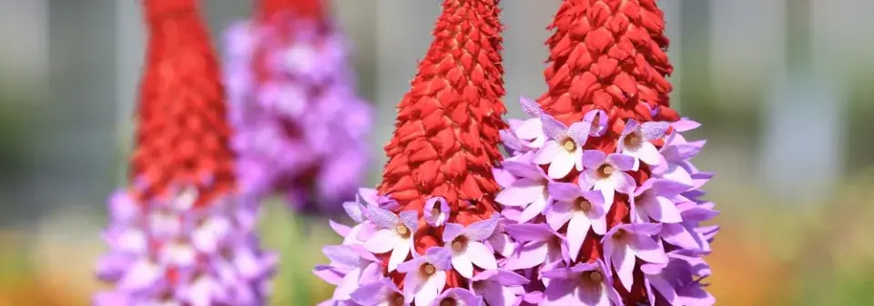Prvosenka vstavačokvětá (Primula vialii) 