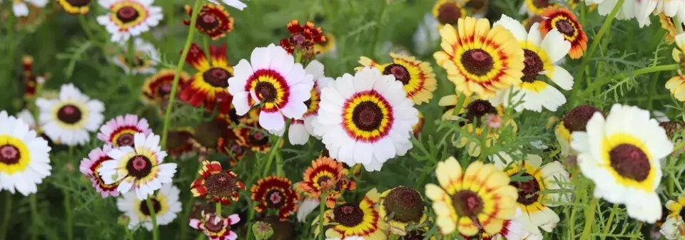 Kopretina kýlnatá (Chrysanthemum carinatum)
