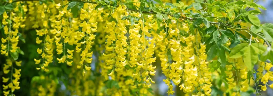 Štědřenec odvislý (Laburnum anagyroides)