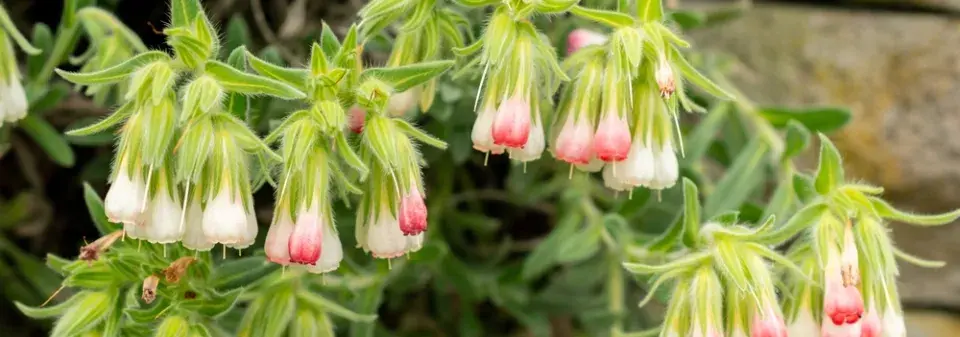 Ruměnice (Onosma alborosea) 